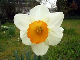flower of the flock